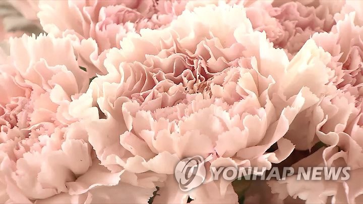 카네이션 [연합뉴스TV 캡처]