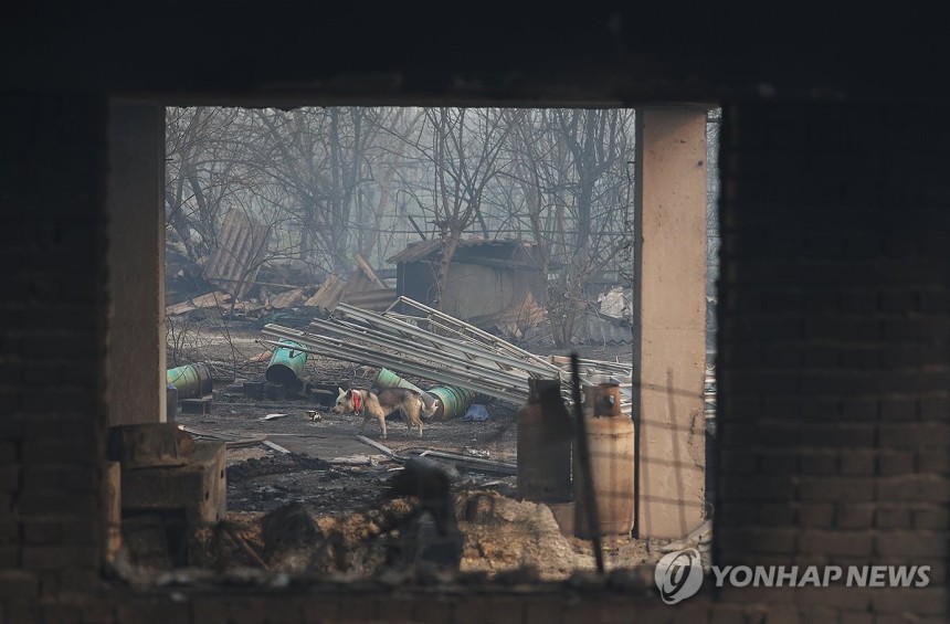 폐허가 된 가옥,홀로 남겨진 강아지 [연합뉴스 자료사진]
