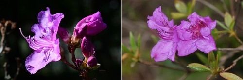 털진달래와 산철쭉 (제주=연합뉴스) 한라산 선작지왓 일대에 핀 털진달래(왼쪽)와 산철쭉의 모습.잎이 나오기 전에 꽃이 피는 게 털진달래이고,잎과 꽃이 함께 있는 게 산철쭉이다.[제주도 세계유산본부 제공,재판매