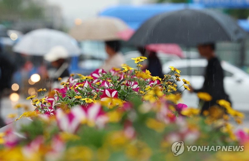 봄비
(서울=연합뉴스) 김도훈 기자 = 전국적으로 비가 내린 1일 서울 종로구 세종로사거리에 심어진 화단 뒤로 우산을 쓴 시민이 길을 지나고 있다. 2025.5.1 superdoo82@yna.co.kr