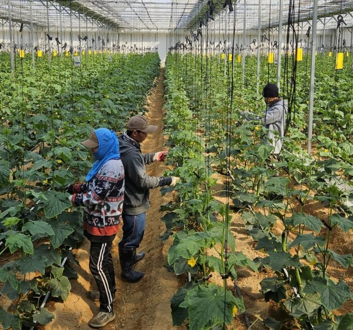 양주 농가에 배치된 외국인 계절근로자 [경기도 제공.재판매 및 DB 금지]