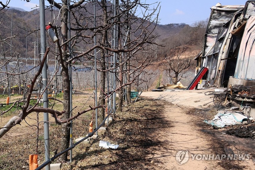 불에 탄 사과나무 [연합뉴스 자료 사진]
