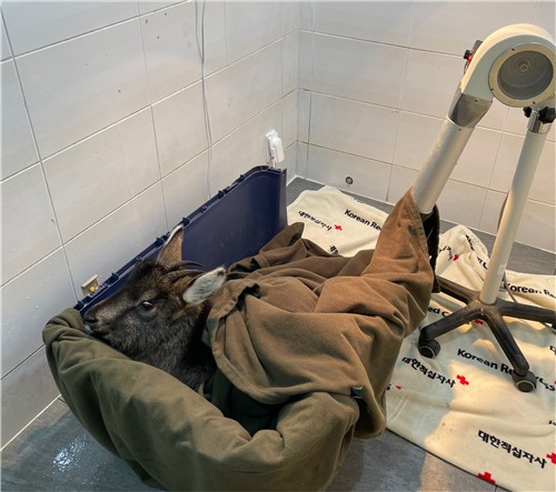 산양보호시설에서 치료받는 산양.[국립공원공단 제공.재판매 및 DB 금지]