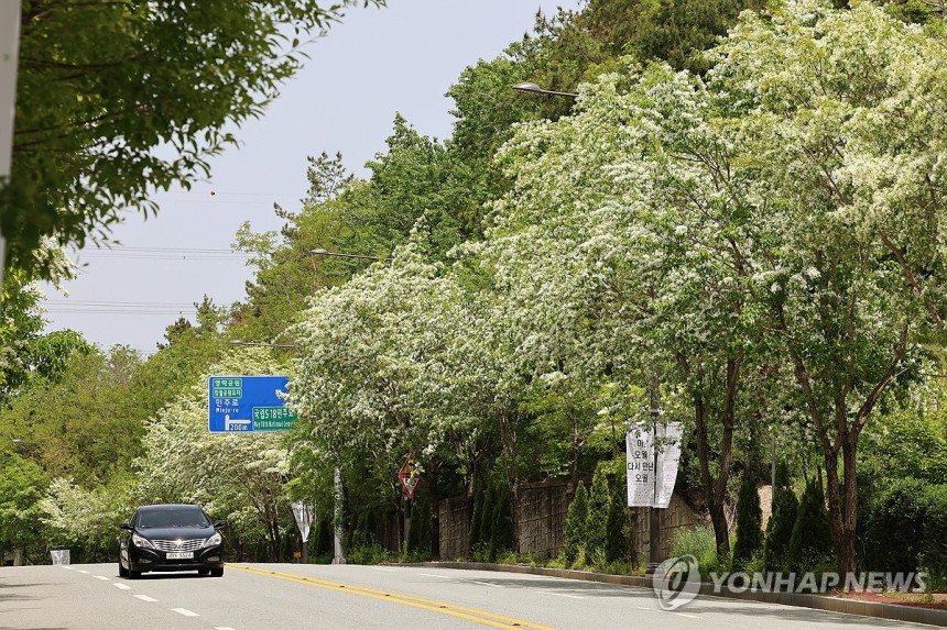 5·18 앞두고 이팝나무꽃 개화 (광주=연합뉴스) 조남수 기자 = 7일 오후 광주 북구 국립5·18민주묘지로 향하는 민주로에 이팝나무꽃이 활짝 피어있다.광주시는 1994년 5·18묘지를 조성한 후 이듬해 5월에 주