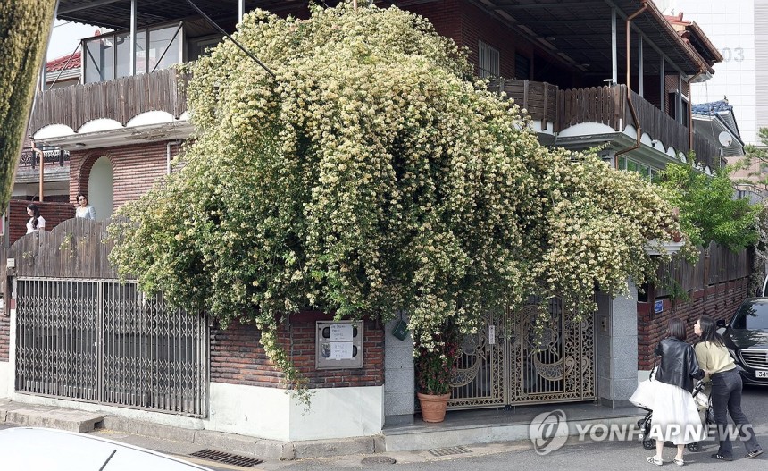 노란 봄 (창원=연합뉴스) 김동민 기자 = 8일 오후 경남 창원시 의창구 명서동 한 가정집 외관에 목향장미가 만개해 눈길을 끌고 있다.이곳은 최근 인스타그램 등 사회관계망서비스에 노출되며 포토존으로 인기를