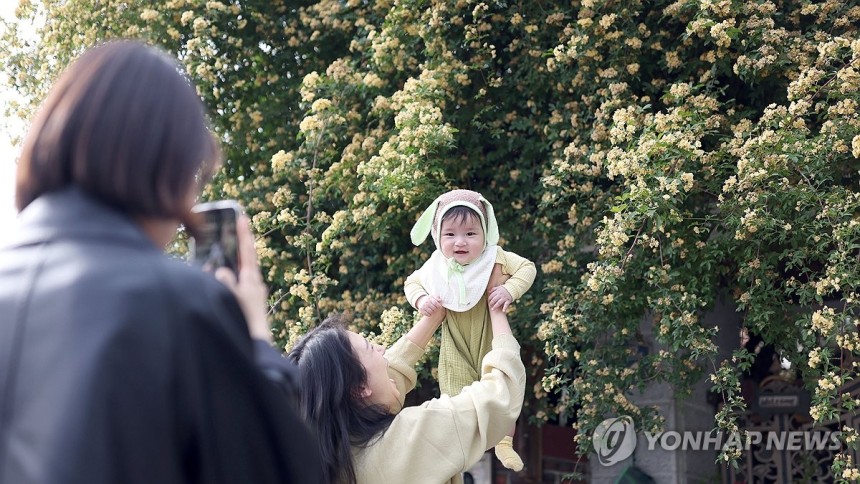 미소가 나오는 노란 봄 추억 (창원=연합뉴스) 김동민 기자 = 8일 오후 경남 창원시 의창구 명서동 한 가정집 주변에 만개한 목향장미를 배경으로 시민이 사진을 촬영하고 있다.이곳은 최근 인스타그램 등 사회관