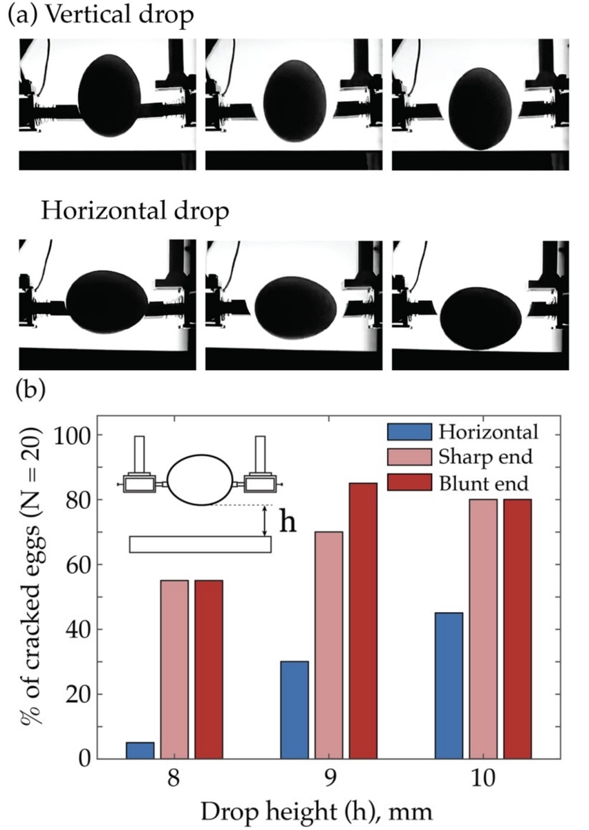 달걀을 세로 방향과 가로 방향으로 떨어뜨리는 실험 및 결과 [Communications Physics / Tal Cohen et al.제공.재판매 및 DB 금지]