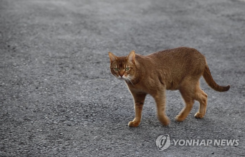 길고양이 [연합뉴스 자료사진으로 기사내용과 관계없음.]