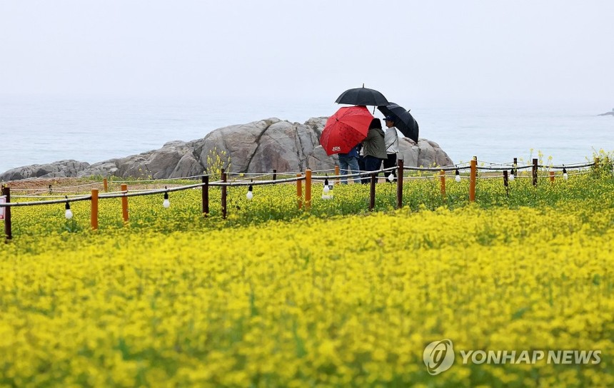 비 내리는 강릉 바닷가 (강릉=연합뉴스) 유형재 기자 = 봄비가 내린 9일 노란 유채꽃이 피기 시작한 강원 강릉시 사근진 바닷가에서 관광객들이 추억을 쌓고 있다.2025.5.9 