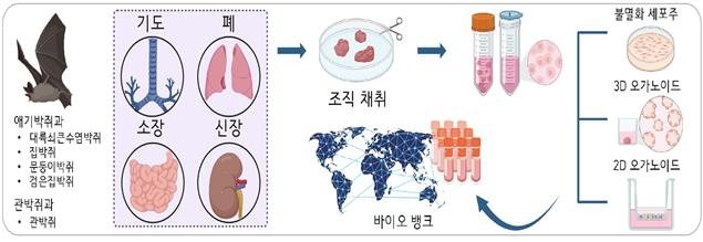 다종-다조직 박쥐 오가노이드 플랫폼
[IBS 제공. 재판매 및 DB 금지]