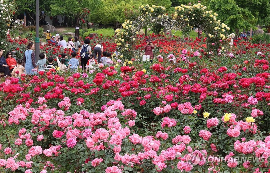 5월 수놓는 장미꽃
(부산=연합뉴스) 강선배 기자 = 계절의 여왕 5월, 도심 곳곳에 곱게 핀 장미가 자태를 뽐내고 있다. 초여름 날씨를 보인 23일 부산 북구 화명장미공원에서 산책 나온 시민들이 활짝 핀 장미꽃을 