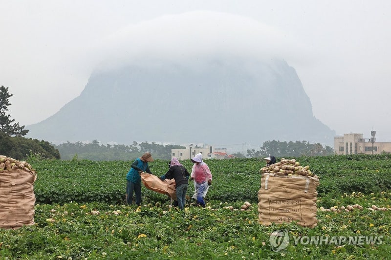 주말까지 전국 비…<b>제주</b>·<b>남해안</b>·지리산 오늘 밤 집중<b>호우</b>