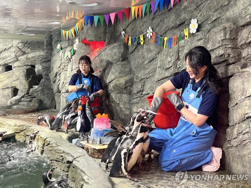 "집 나간 '며느리 펭귄'도 돌아온다는 열빙어"
(서울=연합뉴스) 이승연 기자 = 지난 7일 서울 강남구 코엑스 아쿠아리움에서 장수펭귄 네 마리의 생일 파티가 열렸다. 사진은 아쿠아리스트 우수지씨와 김다은씨가 펭귄들