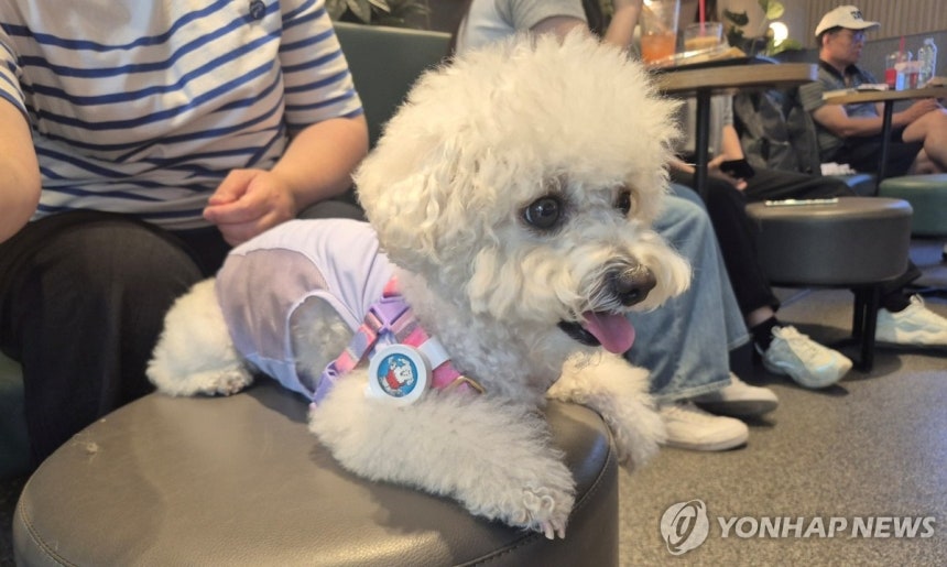 펫존 이용하는 강아지
(서울=연합뉴스) 이승연 기자 = 지난 19일 서울 마포구 경의선숲길에 위치한 할리스커피 펫 프렌들리 매장을 찾은 강아지가 앉아있는 모습. 2025.6.21 winkite@yna.co.kr 