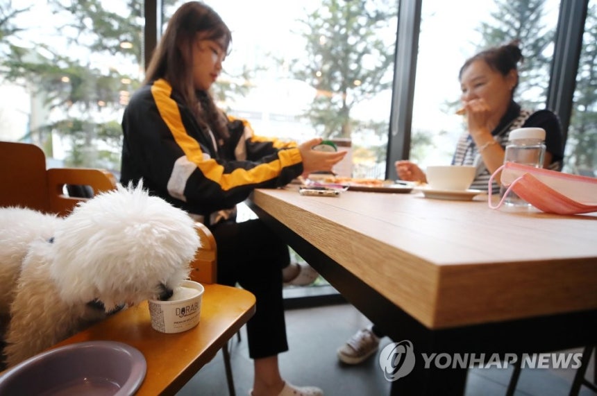 '반려견과 함께 식사해요'
[연합뉴스 자료사진]
