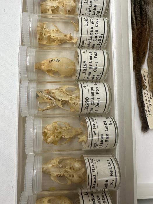 1906년 시카고에서 수집된 다람쥐 두개골
[Field Museum 제공. 재판매 및 DB 금지]