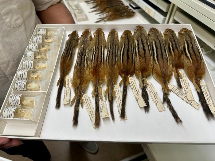 필드 박물관의 다람쥐 표본
[Field Museum 제공. 재판매 및 DB 금지]