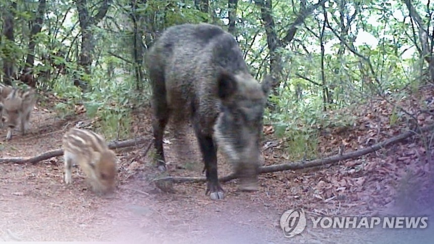 멧돼지 (CG)
[연합뉴스TV 제공]