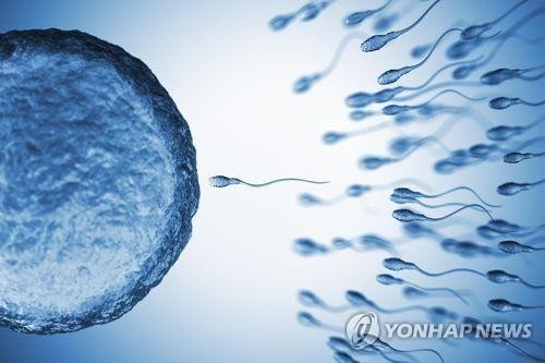 난자와 정자 
[게티이미지뱅크 제공] 