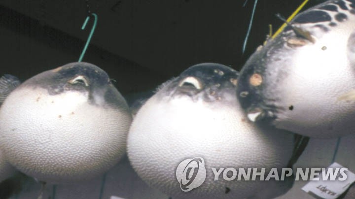 복어
[연합뉴스TV 캡처]