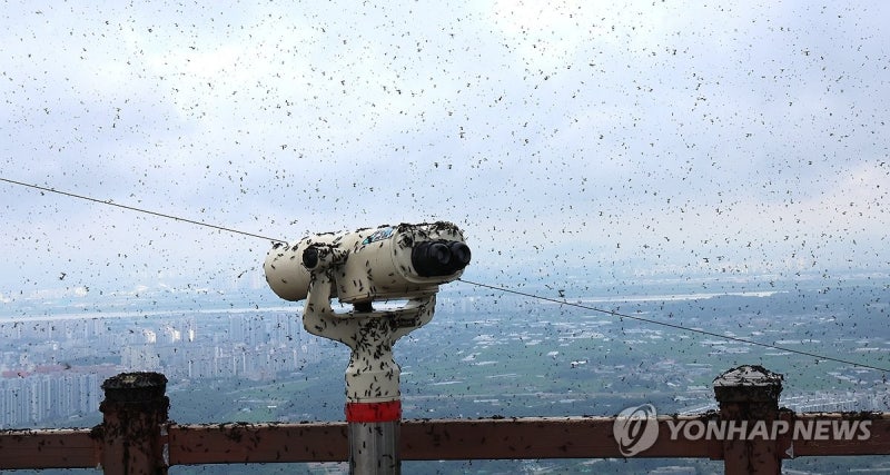 [팩트체크] 여름철 불청객 '<b>러브버그</b>' 익충일까 해충일까