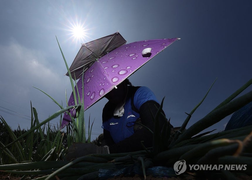 뙤약볕 아래 밭일
(고령=연합뉴스) 윤관식 기자 = 무더위가 계속되며 폭염특보가 발효 중인 2일 경북 고령군 다산면의 한 밭에서 한 농민이 뙤약볕 아래서 파 모종을 심고 있다. 2025.7.2 psik@yna.co.