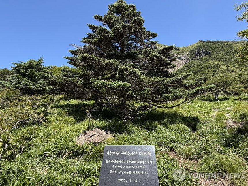 한라산 구상나무 대표목
[촬영 백나용]