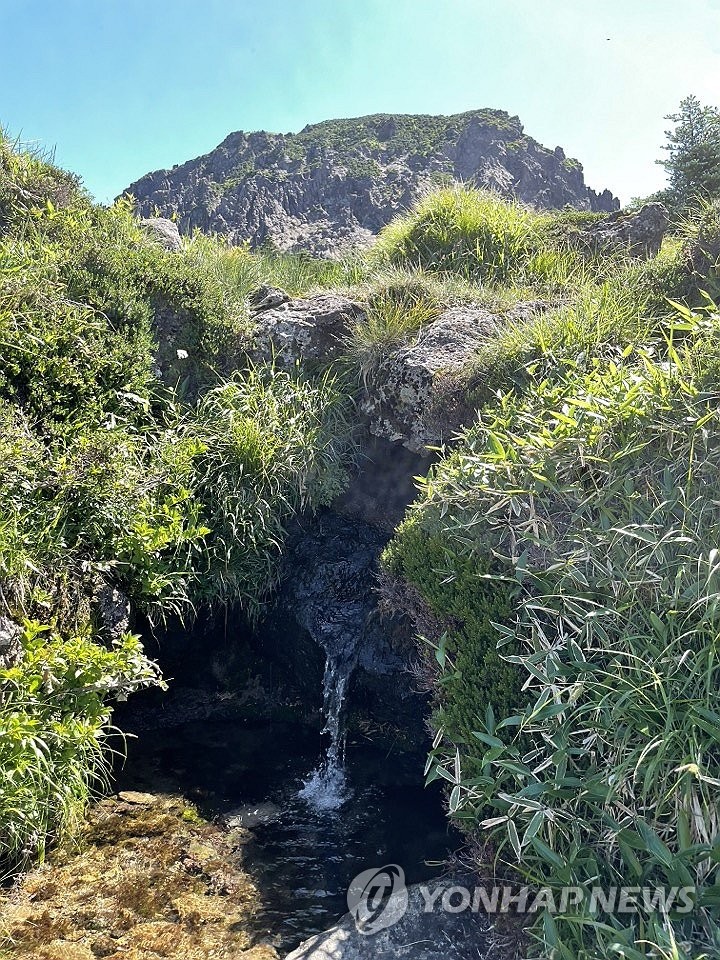 한라산 백록샘
(제주=연합뉴스) 백나용 기자 = 5일 오전 한라산에서 진행된 구상나무 대표목 제주도는 국가유산청과 함께 제주 국가유산 방문의 해를 기념해 7일부터 오는 24일까지 사전 신청자에 한해 국내 최고 높이 