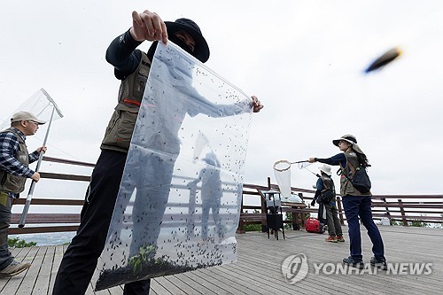러브버그 방제 작업하는 환경부 직원들
    (서울=연합뉴스) 4일 환경부 및 소속기관 직원들이 인천 계양산을 중심으로 활동 중인 러브버그 성체를 제거하기 위해 송풍기와 포충망을 활용해 방제 작업을 하고 있다. 20