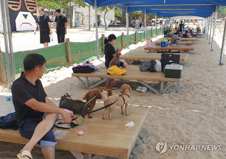 '댕댕아 놀자'
(거제=연합뉴스) 이준영 기자 = 지난 5일 개장한 경남 거제시 남부면 명사해수욕장 내 마련된 '댕수욕장'에서 반려견과 견주들이 무더위를 날리고 있다. 2025.7.6 ljy@yna.co.kr