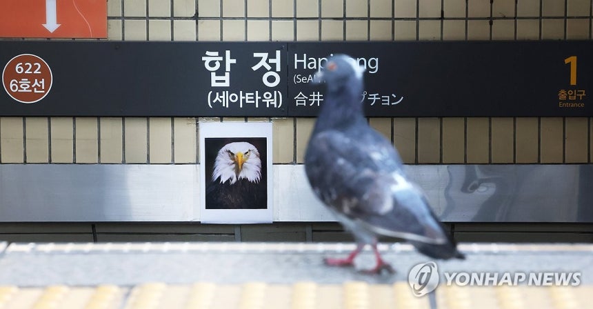 '들어오지 마라!'
2024년 1월 30일 서울 마포구 합정역 출입구에 맹금류 사진이 부착되어 있다. 서울교통공사는 역 안으로 비둘기가 들어온다는 민원으로 인해 흰머리수리 등 맹금류 사진을 부착한 것이라고 설명했다.