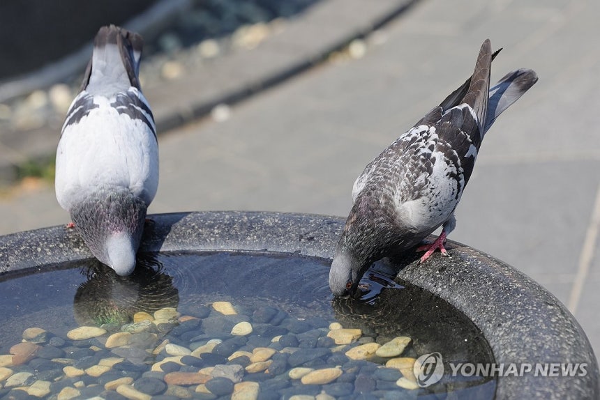 물 마시는 비둘기
[연합뉴스 자료사진]