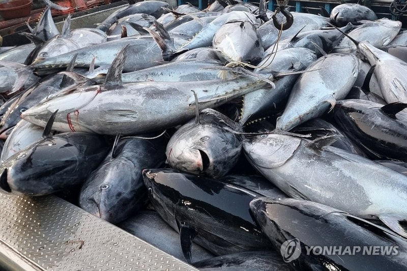 <b>영덕</b> 앞바다서 <b>대형</b> 참다랑어 무더기로 잡혀…"기후변화 영향"(종합)