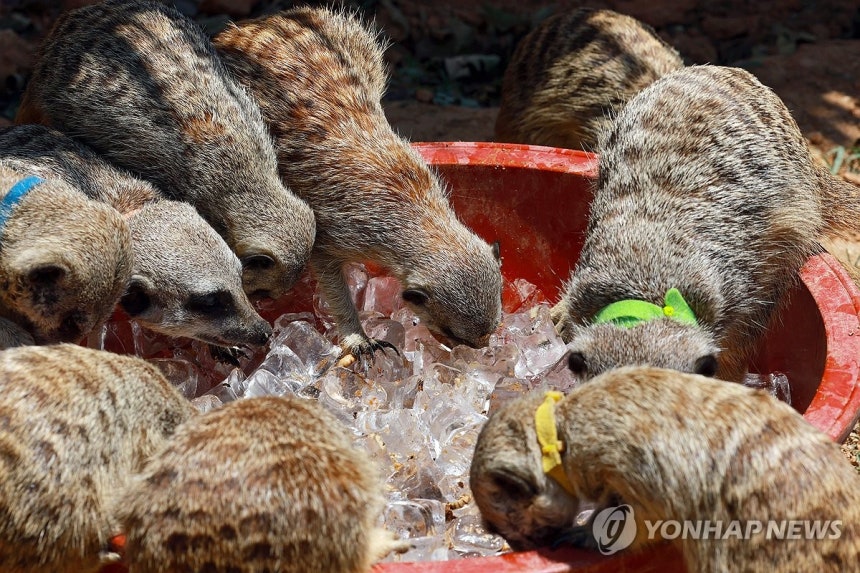 시원하게 특식 먹는 미어캣
(서울=연합뉴스) 신현우 기자 = 전국 대부분 지역에 폭염 특보가 발효된 10일 서울 광진구 어린이대공원 동물원에서 미어캣들이 얼음에 넣은 밀웜을 먹고 있다. 2025.7.10 nowweg