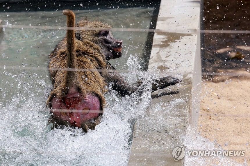 시원한 개코원숭이의 수영장
(서울=연합뉴스) 신현우 기자 = 전국 대부분 지역에 폭염 특보가 발효된 10일 서울 광진구 어린이대공원 동물원에서 아누비스개코원숭이가 수영장에 들어가 더위를 식히고 있다. 2025.7.1