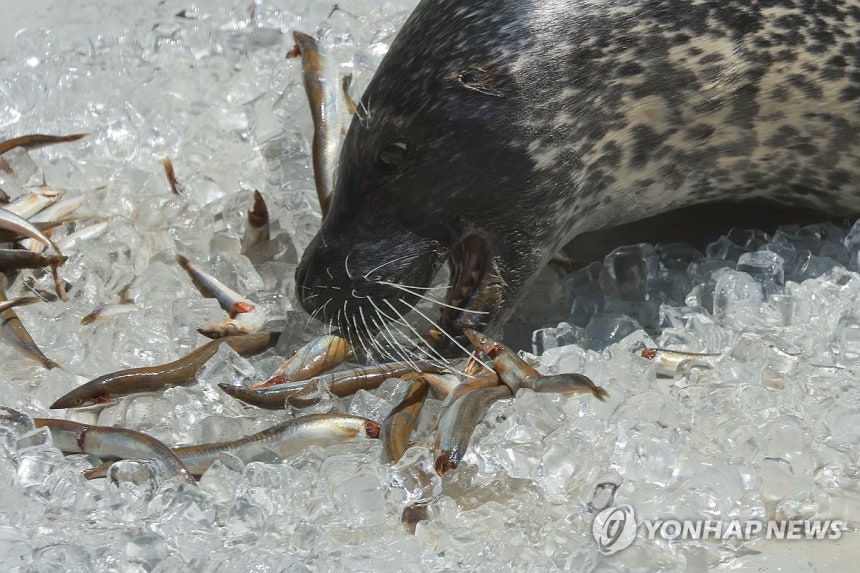 시원하게 특식 먹는 점박이물범
(서울=연합뉴스) 신현우 기자 = 전국 대부분 지역에 폭염 특보가 발효된 10일 서울 광진구 어린이대공원 동물원에서 점박이물범이 특식을 먹고 있다. 2025.7.10 nowwego@yn