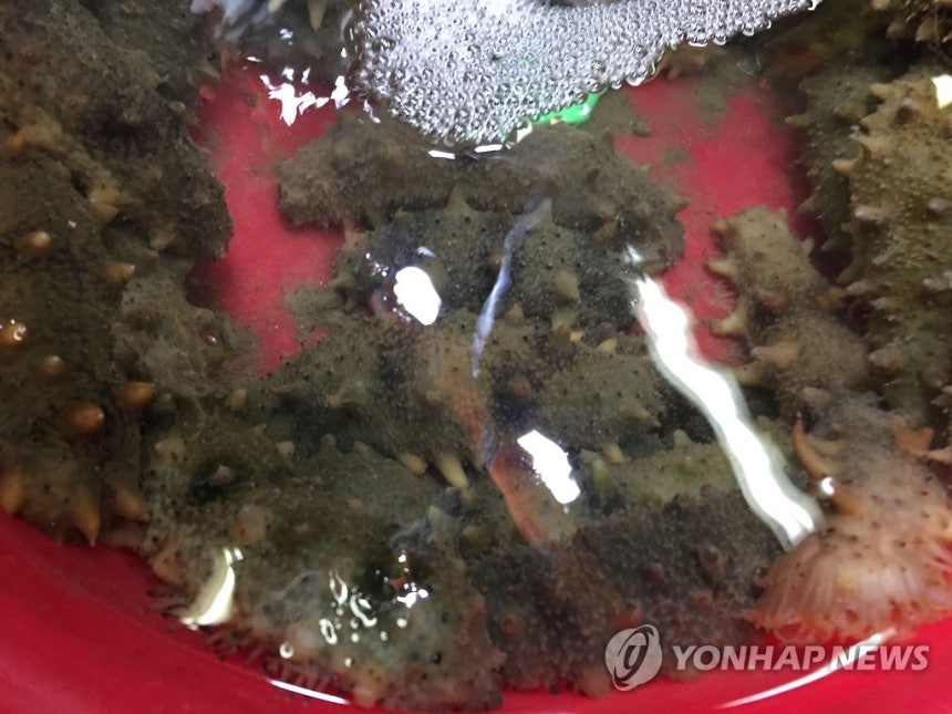 해삼 [연합뉴스 자료사진]