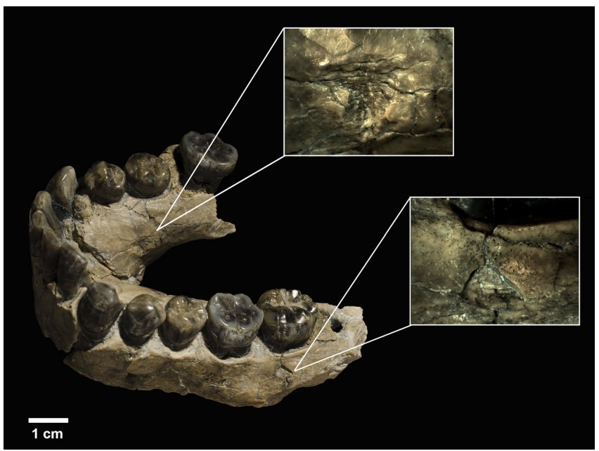 표범 이빨 자국이 남아 있는 호모 하빌리스 화석(OH 7) 아래턱뼈  &lt;br/&gt;[Annals of the New York Academy of Sciences, Manuel Dom&amp;#237;nguez-Rodrigo et al.
