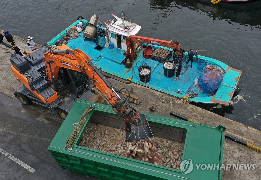 남해군 연일 적조…폐사 참돔 수거
지난 1일 경남 남해군 미조면 한 항구에서 집단 폐사한 참돔의 수거 작업이 진행되고 있다. [연합뉴스 자료사진]