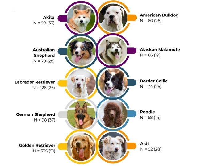 연구에 포함된 반려견 중 개체 수가 많은 10개 품종 &lt;br/&gt;연구에 포함된 반려견 중 개체 수가 많은 10개 품종. n은 품종별 개체수, 괄호 안은 강아지 때 방치를 경험한 개체수. [Scientific Reports, J