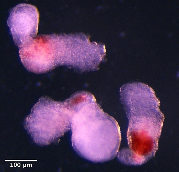 발달 14일 차 자가 조직화 배아 유사체 현미경 사진 &lt;br/&gt;인간배아줄기세포(hESC)dhk 인간 유도 만능 줄기세포(hPSC)로 배양한 3차원 자가 조직화 배아 유사체(embryo-like structures)의 14일