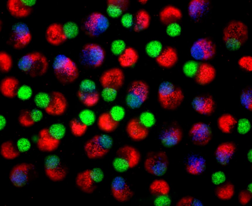 배양 2일 차 배아 유사체 &lt;br/&gt;인간 배아줄기세포(hESC)와 인간 유도만능줄기세포(hiPSC)가 스스로 조직화해 3차원 덩어리가 되면서 내배엽(적색), 외배엽(녹색), 중배엽(청색) 등 원시배엽이 형성되기 시작한다. [