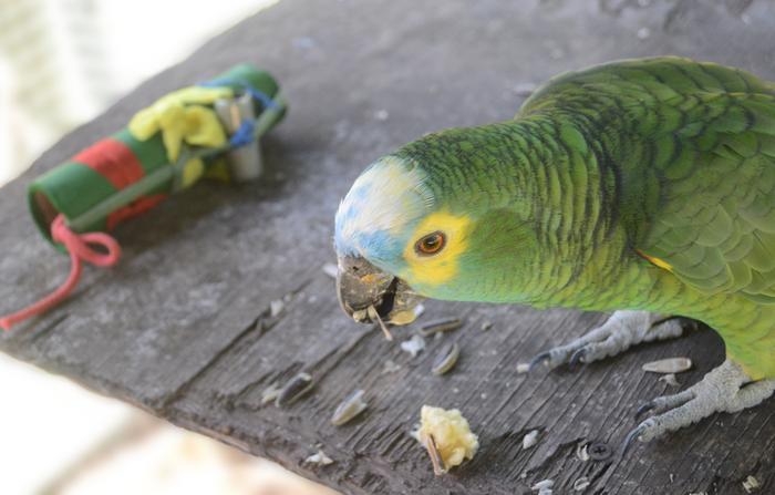 실험 중인 청이마 아마존 앵무(Amazona aestiva) &lt;br/&gt;청이마 아마존 앵무(Amazona aestiva)가 먹이 옆에 낯선 물체가 있을 때 어떤 반응을 보이는지 알아보는 실험을 하고 있다. [Jimena Loi