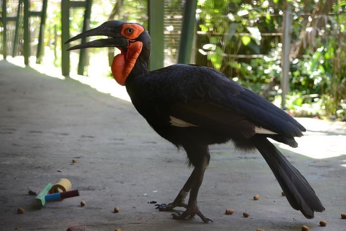 실험 중인 남부 땅코뿔새(Bucorvus leadbeateri)  &lt;br/&gt;남부 땅코뿔새(Bucorvus leadbeateri)가 먹이 옆에 낯선 물체가 있을 때 어떤 반응을 보이는지 알아보는 실험을 하고 있다. [Jimen