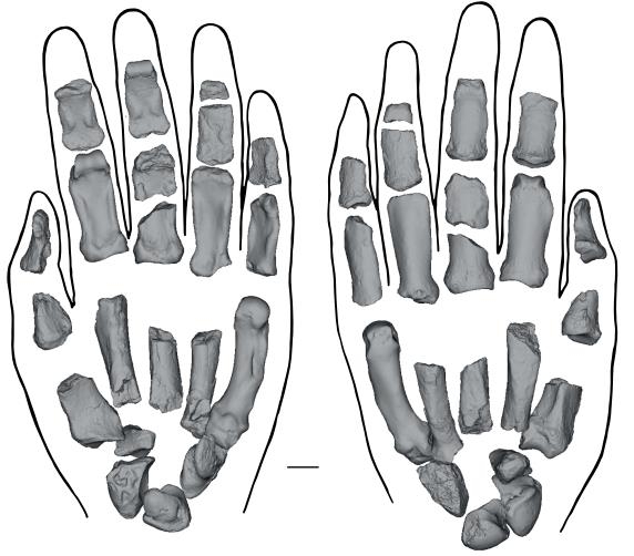 파란트로푸스 보이세이 화석(KNM-ER 101000) 왼손 복원도  &lt;br/&gt;케냐 투르카나 호수 근처에서 발견된 152만년 전 호미닌 파란트로푸스 보이세이 화석(Paranthropus boisei, KNM-ER 101000)