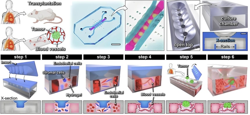 고형암 조직을 이식해 개발한 3차원 미세 칩 모식도 
[가천대 신용희 조교수 제공. 재판매 및 DB 금지] 