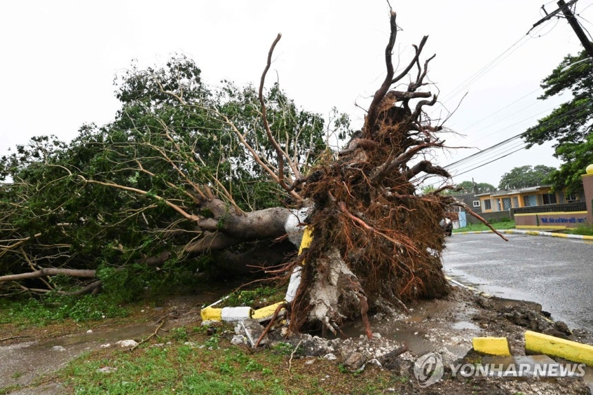 '허리케인 강타' 자메이카 도롯가에 쓰러진 가로수
[세인트캐서린 AFP=연합뉴스. 재판매 및 DB 금지]