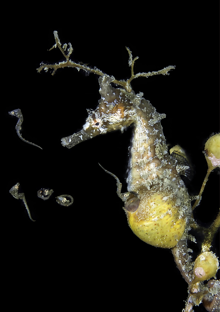 육아낭에서 키운 새끼를 낳고 있는 수컷 해마 &lt;br/&gt;수컷 한국해마(Korean seahorse·Hippocampus haema)가 육아낭에서 키운 새끼를 낳고 있다. [Jinggong Zhang 제공. 재판매 및 DB 금지