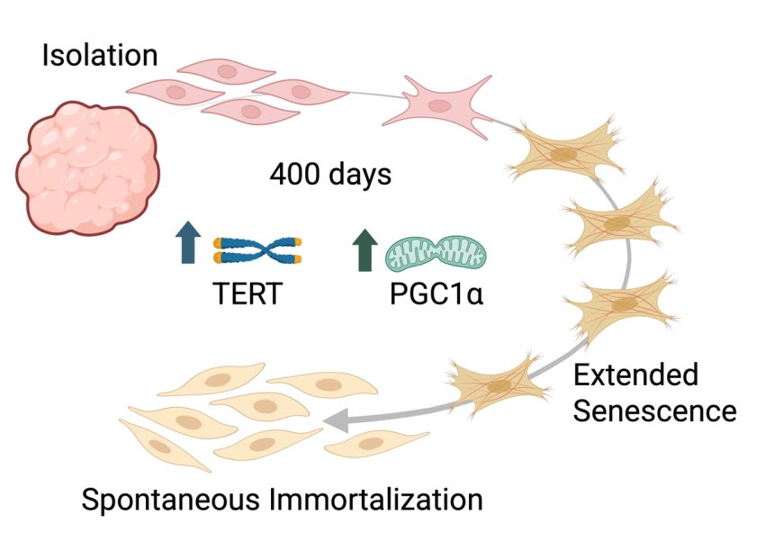 유전자 조작 없이 무한 분열하는 소 세포 발견 &lt;br/&gt;홀스타인과 짐멘탈 품종 소에서 세포를 채취해 500일 이상 배양한 결과, 240세대의 세포 분열 후 일부 세포가 자연적으로 자기복제를 지속하는 불멸화(immortaliz