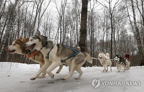 썰매를 끄는 시베리안허스키  &lt;br/&gt;인간과 개의 공동 이동 패턴은 청동기 시대 이전까지 거슬러 올라가는 것으로 나타났다. 연구팀은 최소 1만1천년 전, 북유라시아의 사냥채집인들이 현대 시베리아허스키와 가까운 개들을 서로 교